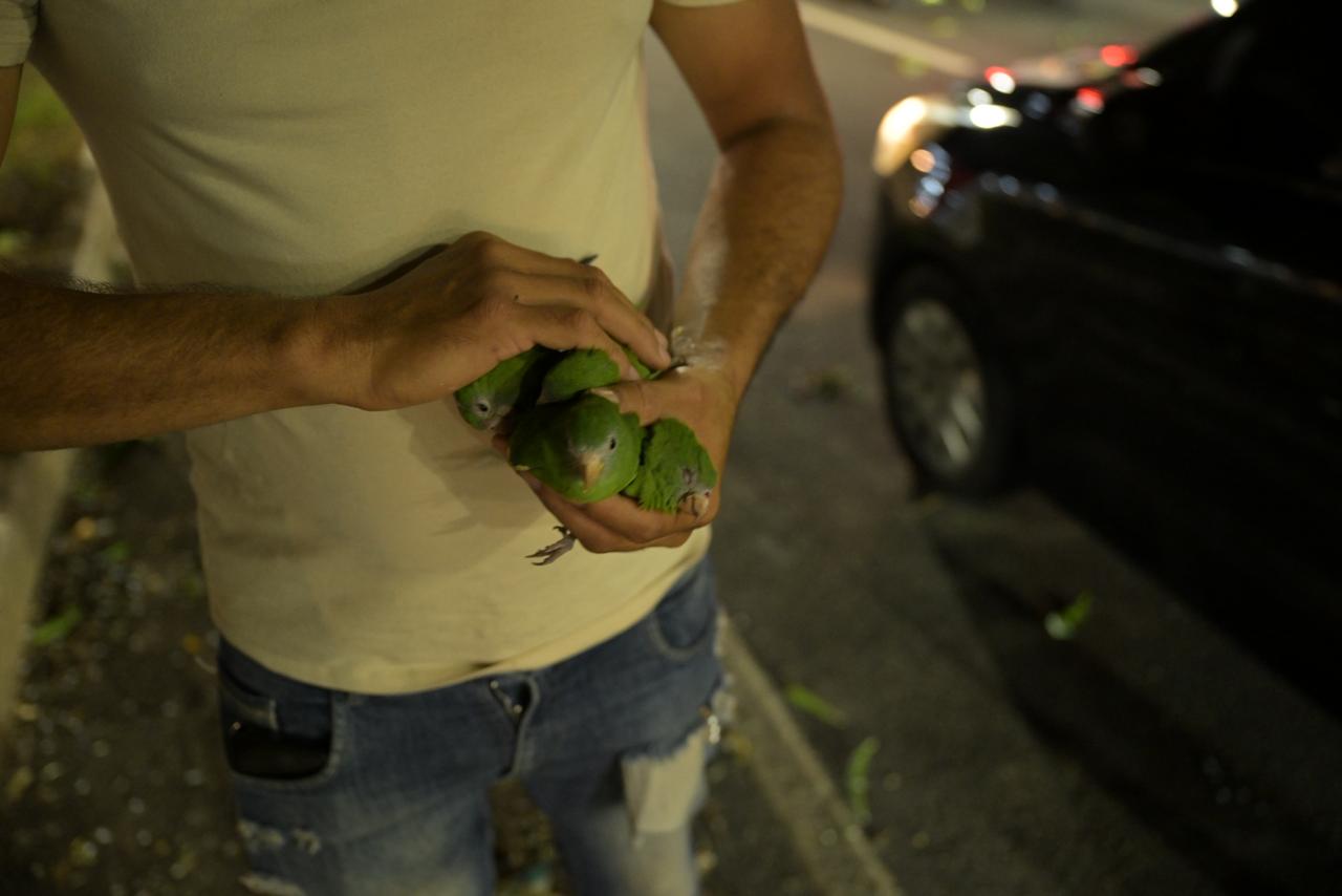 Sepet resgata periquitos atropelados na avenida Ephigênio Salles