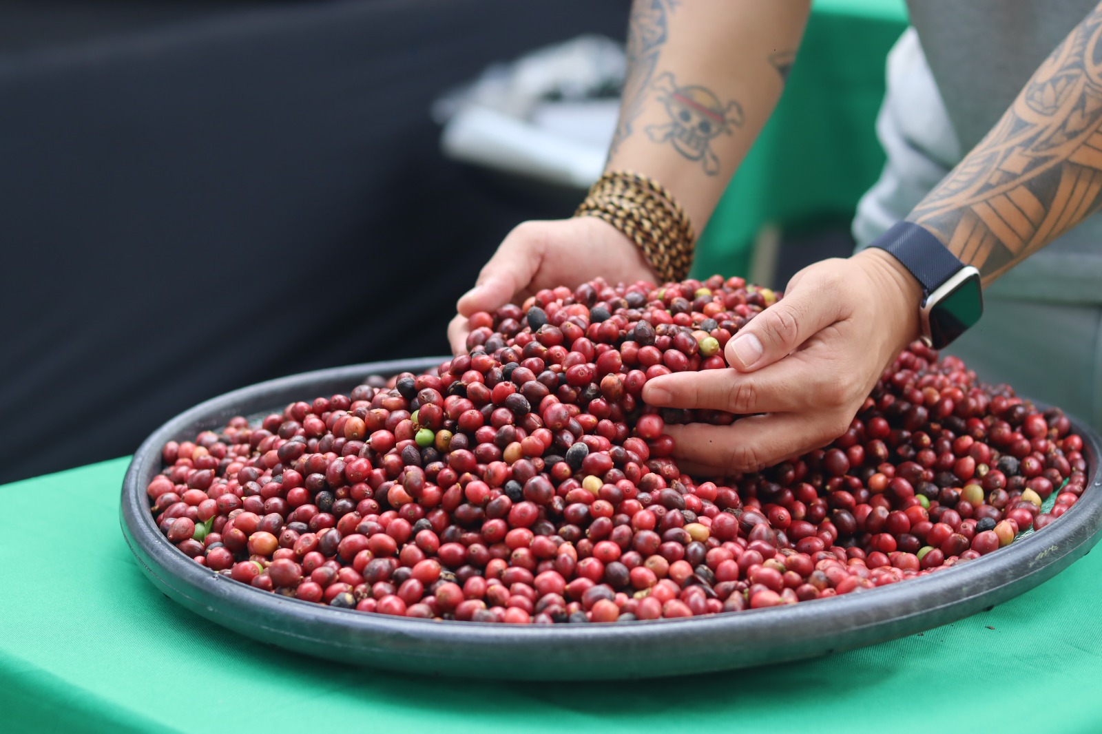 Projeto apoiado pela Eneva fortalece renda de produtores com segunda colheita de café robusta no AM