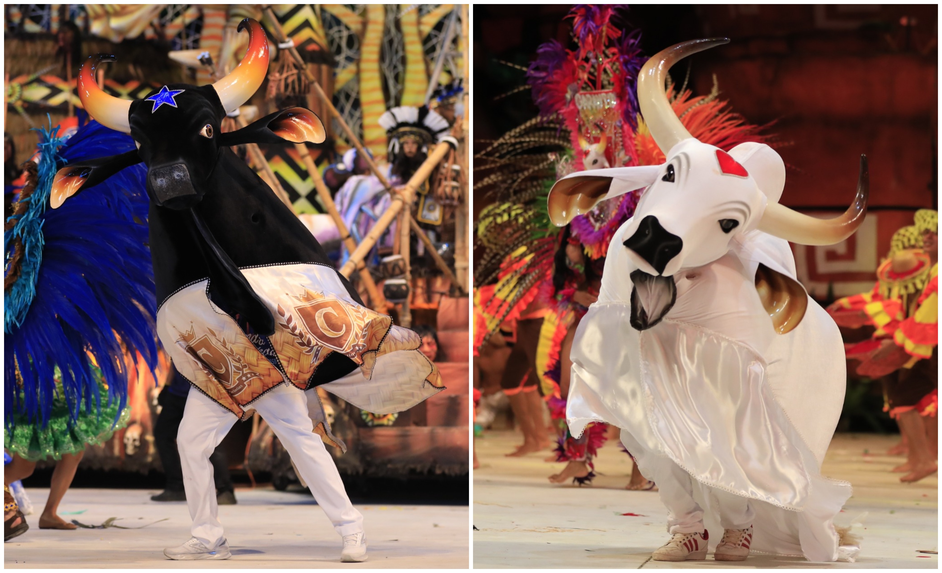 Caprichoso e Garantido participam pela primeira vez do ‘São João da Thay’, no Maranhão