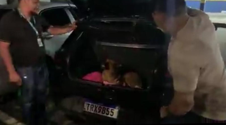 Vídeo: suspeitos abandonam carro com 28 kg de maconha e dois cachorros na Cidade Nova