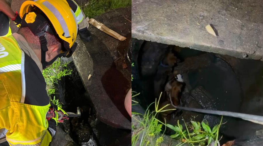 Bombeiros resgatam cachorros que caíram em bueiro após briga de rua em Manaus