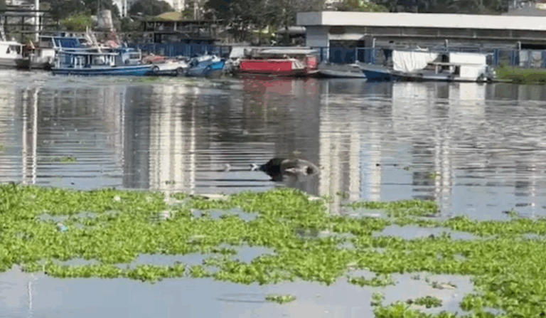 Corpo é encontrado boiando no igarapé do Educandos, em Manaus