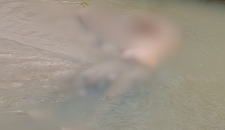 Cena forte: Corpo é encontrado dentro de igarapé na zona Leste