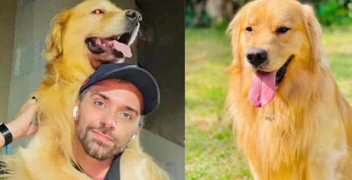 Anac e ministério vão investigar morte de cão em voo da Gol