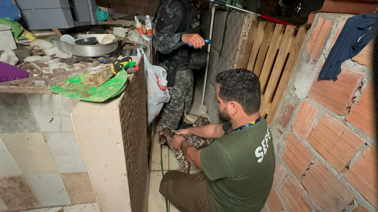 Mais de 20 animais são resgatados de canil clandestino em Manaus