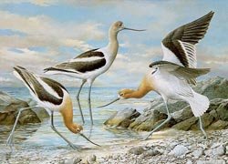 001-american-avocet