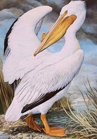 002-white-pelican