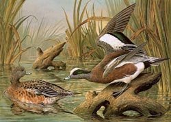 003-american-widgeon