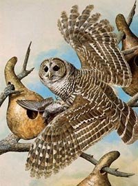 005-barred-owl