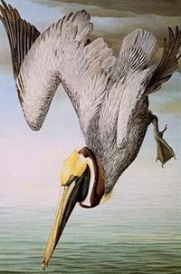 007-brown-pelican