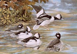 008-bufflehead-ducks