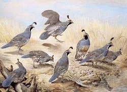 009-california-quail