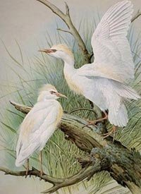 011-cattle-egret