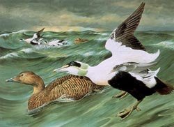 012-common-eider-duck