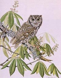 014-screech-owl-gray-phase