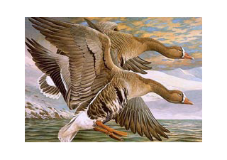 015-greater-white-fronted-goose