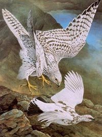 017-white-gyrfalcon