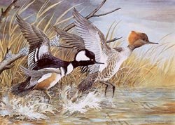018-hooded-merganser
