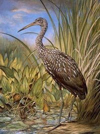 019-limpkin