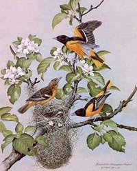 022-baltimore-orioles