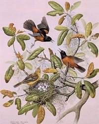 023-orchard-orioles