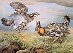 024-prairie-chicken