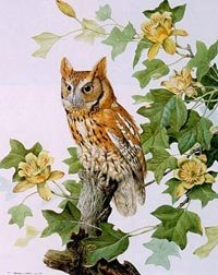 026-screech-owl-rufous-phase