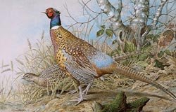 028-ring-necked-pheasant