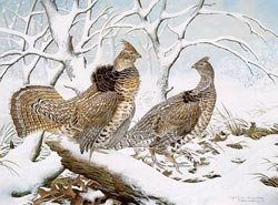 030-ruffed-grouse