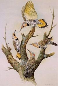 035-yellow-shafted-flickers