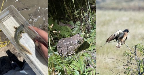 Buck Ridge species collage