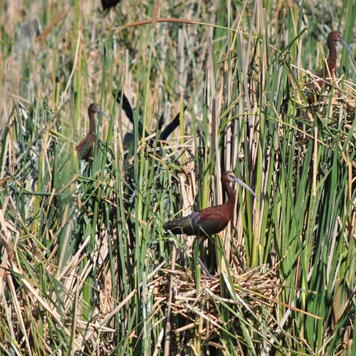 2012.7.20 Ibis Colony_009
