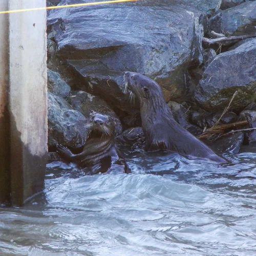 2012.9.17 Otter sighting_002