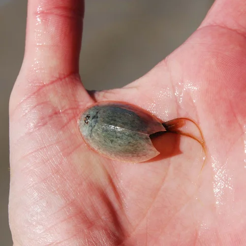 2016-02-25 Dutchman 031