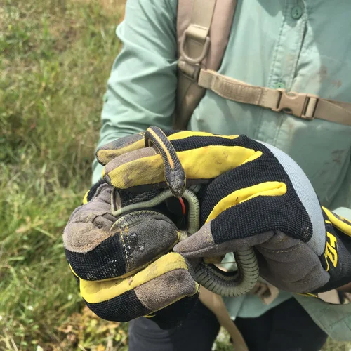 2017-06-06_Valley Garter Snake