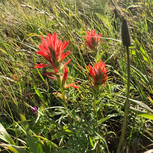 2018-05-10_Castilleja affinis 02