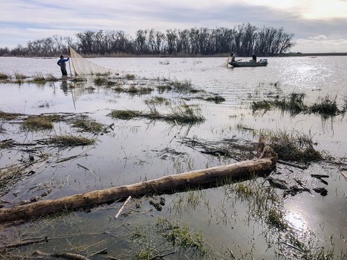 Fish surveys at Bullock Bend Mitigation Bank