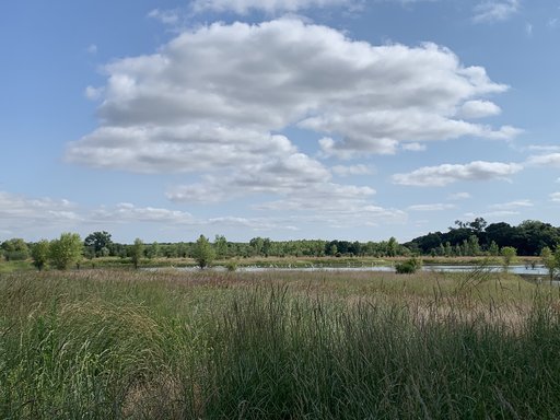 Cosumnes Floodplain Mitigation Bank in early summer