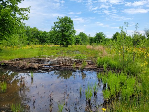 Wetlands at Washington Branch Mitigation Bank