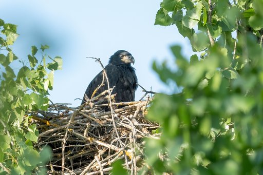 2025-05-01 - WES Apple Road, Bald eagle juvenile on nest 2