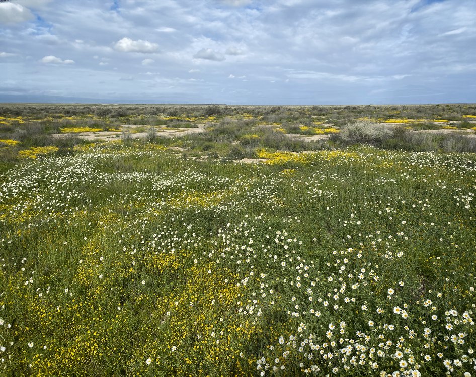 Buttonwillow Conservation Bank project