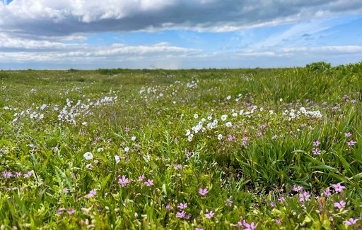 CD Hillman Mitigation Site