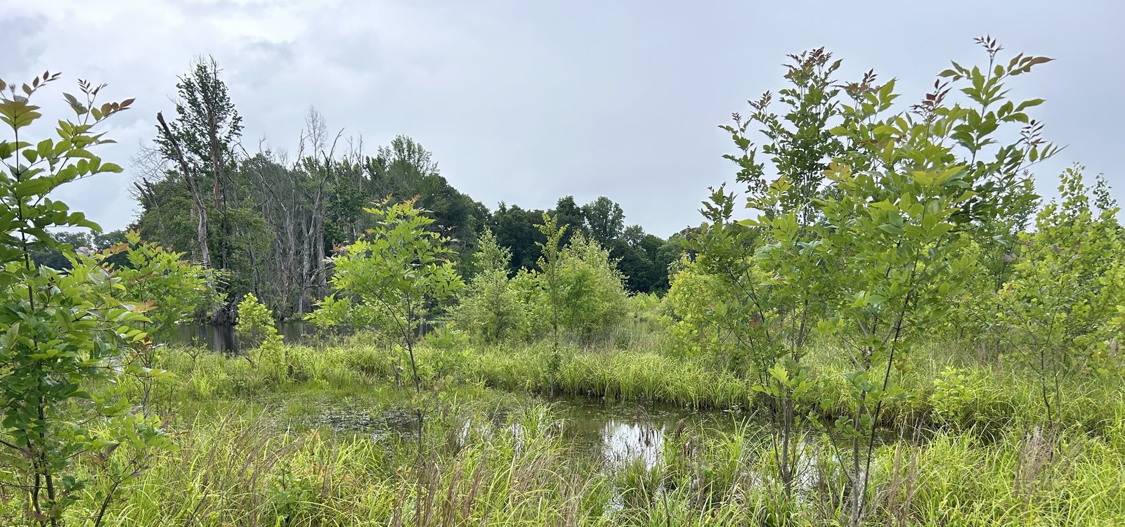 Conasauga Bend Mitigation Bank project