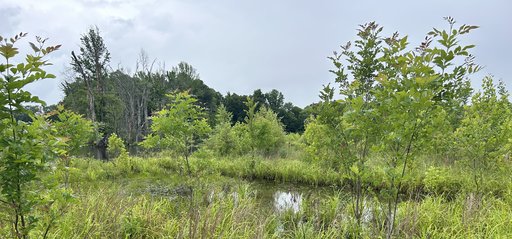 Conasauga River Mitigation Bank restoration
