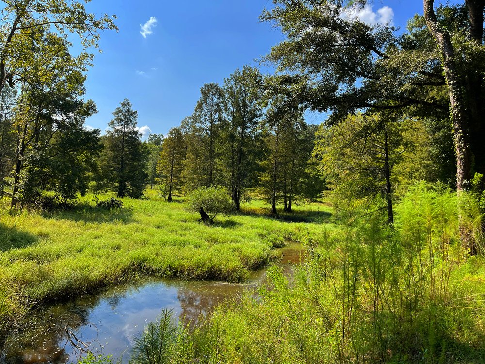 Halidon Hill Mitigation Bank project