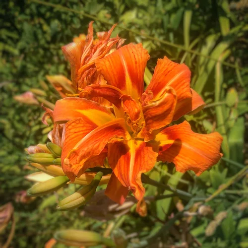 AP_Hemerocallis fulva