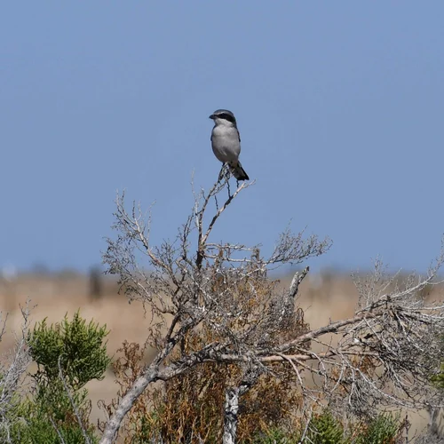 Alkali Flats 2019-09-18_004 Loggerhead Shrike