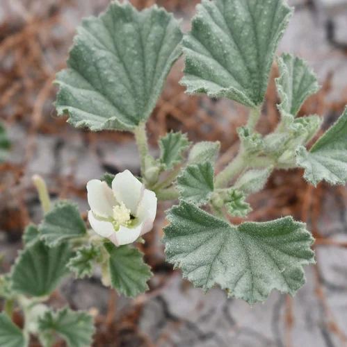 Alkali Mallow