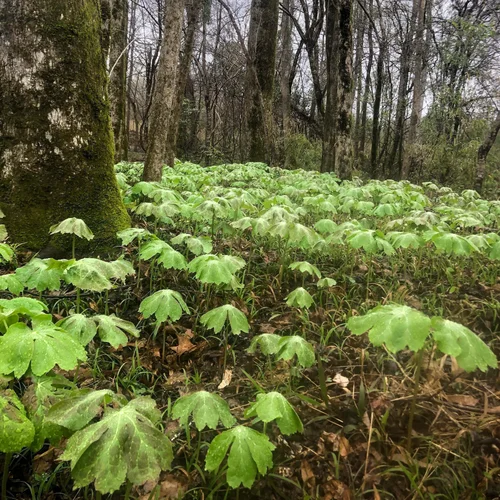 Arlingtion_Blood Root