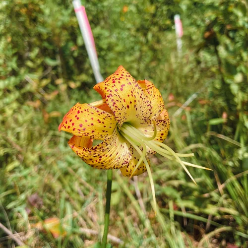 BS2_Lilium superbum_2021